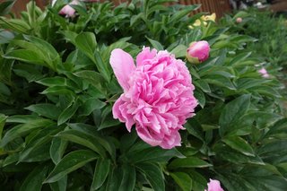 peony