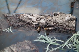 honeybees on a "cruiseship"